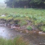 Photo of the Upper Owenglin river in County Galway Ireland. Pictures of Irish whitewater kayaking and canoeing. The main Sheep fence and barbed wire at the end of the forestry section with no water.. Photo by Seanie