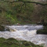 Photo of the Colligan river in County Waterford Ireland. Pictures of Irish whitewater kayaking and canoeing. River wide natural weir in high water a little retentive. Photo by Michael Flynn