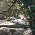 Photo of the Kip (Loughkip) river in County Galway Ireland. Pictures of Irish whitewater kayaking and canoeing. Boulders and trees on the Kip. . Photo by Seanie