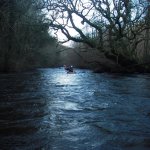  Aughrim River - tree section