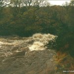 Photo of the Avonmore (Annamoe) river in County Wicklow Ireland. Pictures of Irish whitewater kayaking and canoeing. jackson falls at approximately 300 on the gauge, the water is running around the rescue tree. taken from river right (jacksons is about 3mtrs below green wave. Photo by steve fahy